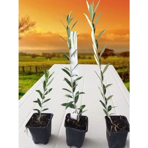 Tacirdepoticaret Tüplü Tam Bodur Arbequına Zeytin Fidanı (1 Yaş)