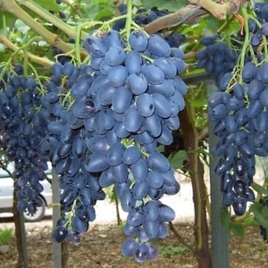 Tacirdepoticaret Tüplü Çekirdeksiz Hatun Parmağı Üzüm Fidanı