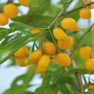 Tacirdepoticaret Tüplü Şifalı Özel Çeşit Sarı Amber Goji Berry (Kurt Üzümü )Fidanı