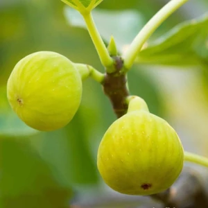 Tacirdepoticaret Tüplü Aromalı Bağdat Incir Fidanı