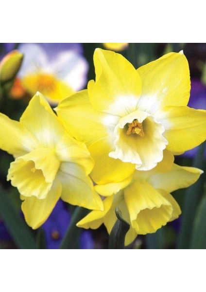 Tacirdepoticaret Hillstar Özel Tür Nergis Soğanı (3 Adet)