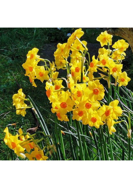 Tacirdepoticaret Sarı Güzeli Cornish Dawn Nergis Soğanı (3 Adet)