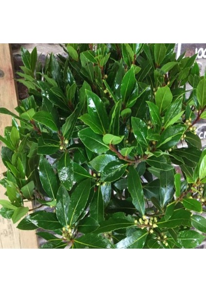 Tacirdepoticaret Tüplü Defne (Laurus) Ağacı Fidanı (70-100 Cm)