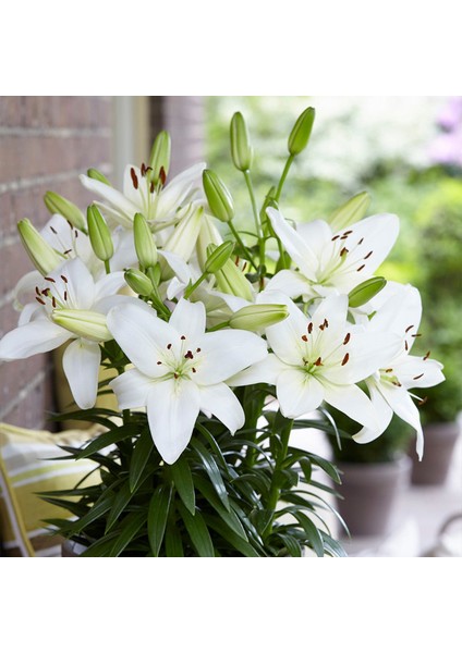 Tacirdepoticaret Kokulu Beyaz White Joy Lilium Zambak Soğanı (1 Adet)