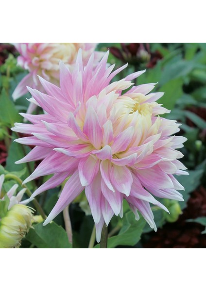 Tacirdepoticaret Pembe Dahlia Kiev Yıldız Çiçeği Yumrusu (1 Adet)