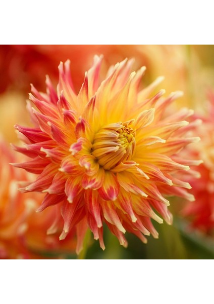 Tacirdepoticaret Dahlia Fired Up Yıldız Çiçeği Yumrusu (1 Adet)