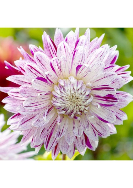 Tacirdepoticaret Büyük Çiçekli Dahlia Avigon Yıldız Çiçeği Yumrusu (1 Adet)