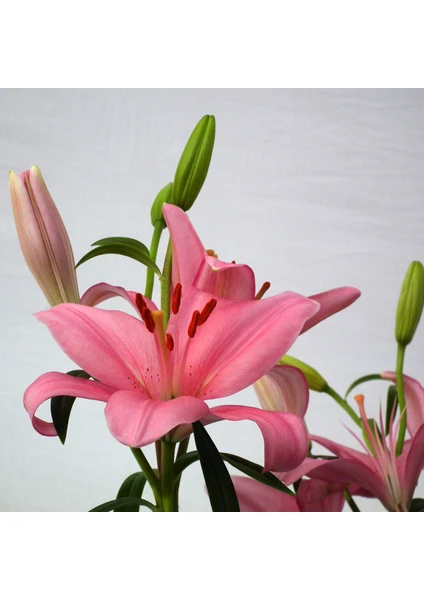 Kokulu Pembe Tiny Pearl Lilium Zambak Soğanı (1 Adet)