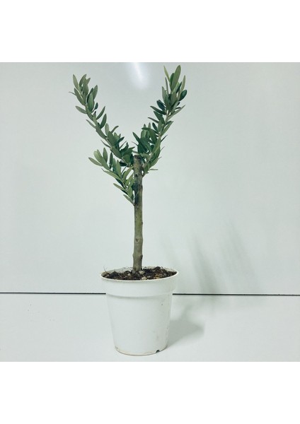 Tacirdepoticaret Özel Üretim Beyaz Orta Boy Saksıda Hediyelik Zeytin Fidanı