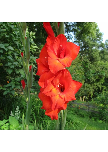 Tacirdepoticaret Red Mascagni Gladiolus Glayör Çiçeği Soğanı (4 Adet)
