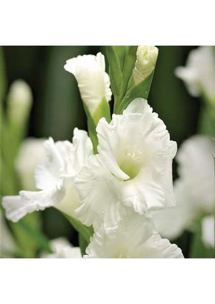Tacirdepoticaret White Prosperity Gladiolus Glayör Çiçeği Soğanı (4 Adet)