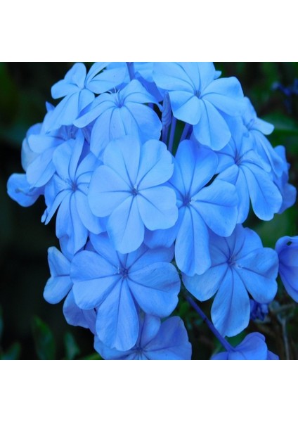 Tacirdepoticaret Blue (Jasmine) Yasemin Tohumu -5 Adet