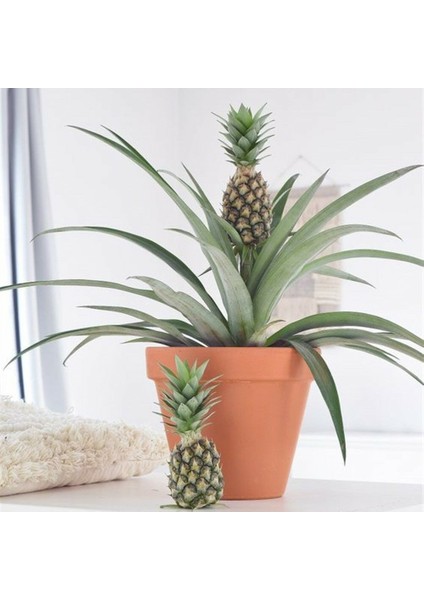Tacirdepoticaret Tüplü Sınırlı Stok Ananas Fidanı