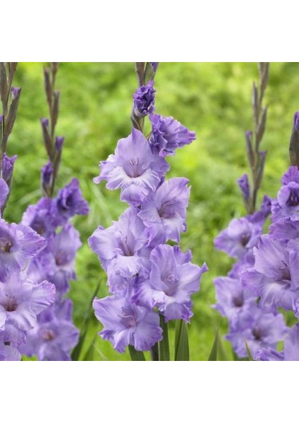 Tacirdepoticaret Blue White Frost Gladiolus Glayör Çiçeği Soğanı (4 Adet)