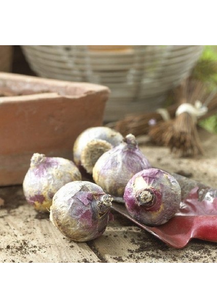 Tacirdepoticaret Purple Sensation Yoğun Kokulu Sümbül Soğanı (3 Adet)