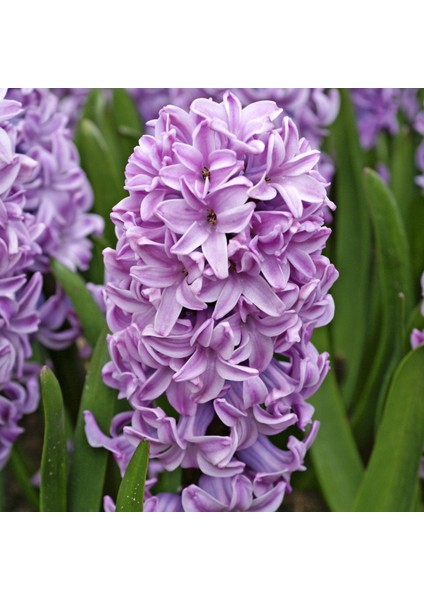 Tacirdepoticaret Splendid Cornelia Yoğun Kokulu Lilac Sümbül Soğanı (3 Adet)