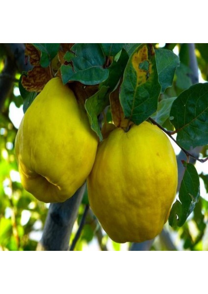 Tacirdepoticaret Tüplü Yarı Bodur Ege 22 Istanbul Ayva Fidanı