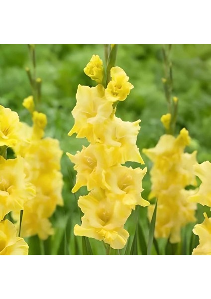 Tacirdepoticaret Jacksonvilla Gold Gladiolus Glayör Çiçeği Soğanı (4 Adet)