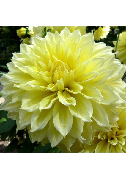 Tacirdepoticaret Sarı Dahlia Kelvin Floodlight Yıldız Çiçeği Yumrusu (1 Adet)