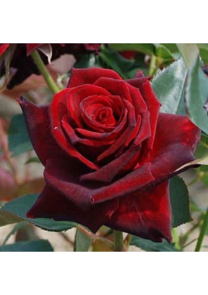 Tacirdepoticaret Yediveren Tüplü Nostalji Aşılı Kadife Esmeray Bordo Gül Fidanı