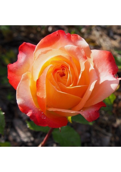 Tacirdepoticaret Tüplü Turuncu Dolce Vita Yediveren Gül Fidanı fiyatları