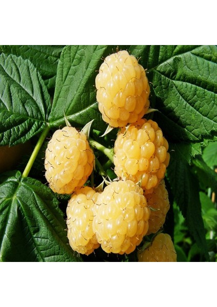 Tacirdepoticaret Tüplü Nadir Bulunan Sarı Ahududu Fidanı -Meyve Verme Durumunda