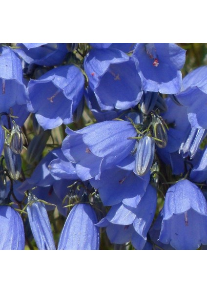 Tacirdepoticaret Isabellina Blue Renklerde Campanula Çan Çiçeği Tohumu -100 Adet