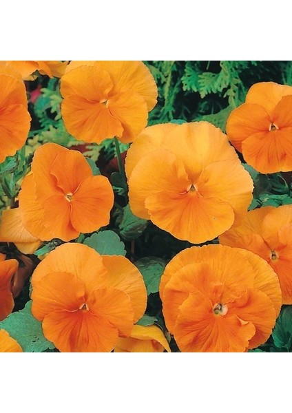 Tacirdepoticaret Orange Cornuta Chantreyland Hercai Menekşe Tohumu -100 Tohum