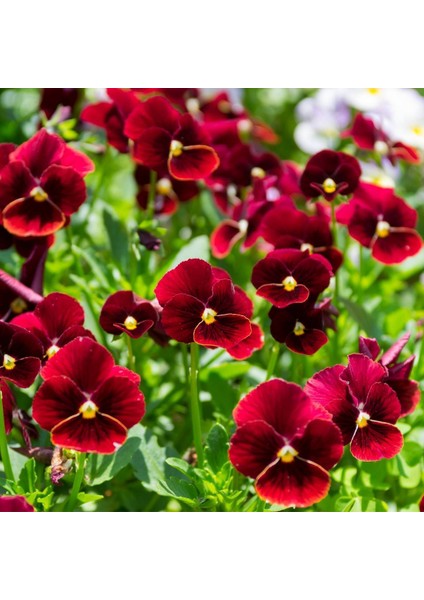 Tacirdepoticaret Bordo Renk Ruby Hercai Menekşe Çiçeği Tohumu -100 Tohum