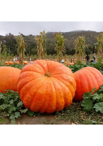 Tacirdepoticaret Devasa Doğal Dills Atlantik Kabak Tohumu (3 Tohum)