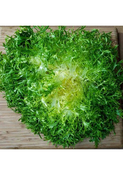 Tacirdepoticaret Yeşil Kıvırcık Ruffec Endive Tohumu -100 Tohum