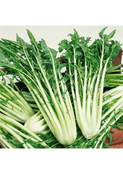 Tacirdepoticaret Catalogna Emerald Endive Tohumu - 100 Tohum