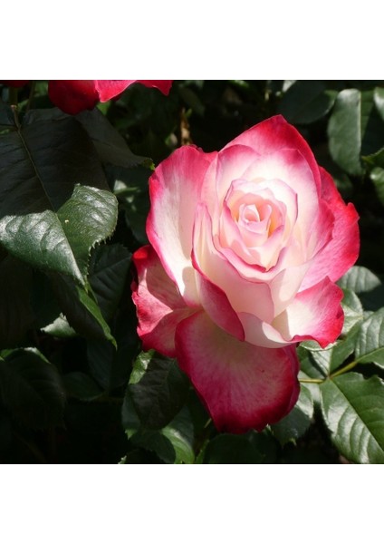 Tacirdepoticaret Tüplü Aşılı Yediveren Nostalji Double Delight Pembe Beyaz Gül Fidanı