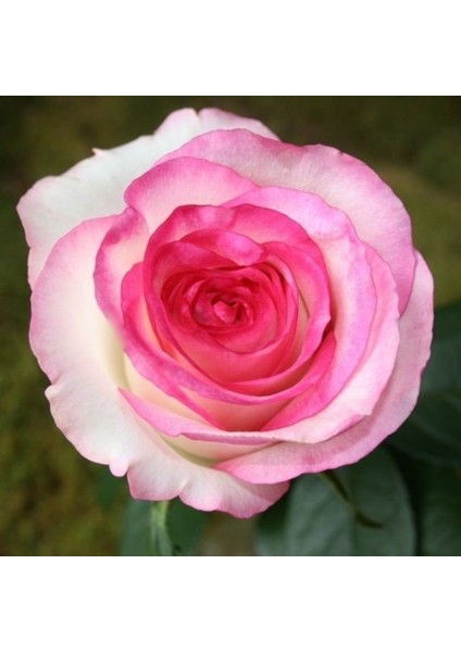 Tacirdepoticaret Tüplü Aşılı Yediveren Nostalji Double Delight Pembe Beyaz Gül Fidanı fiyatları