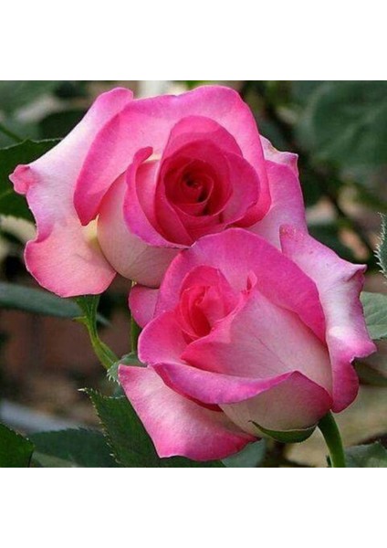 Tacirdepoticaret Yediveren Tüplü Nostalji Rose Dot Pembe-Beyaz Gül Fidanı fiyatları