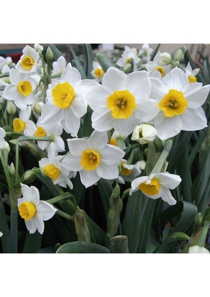 Tacirdepoticaret Çift Renk Beautiful Eyes Nergis Soğanı (3 Adet)