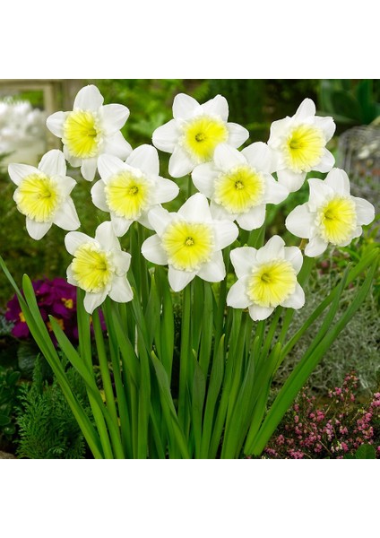 Tacirdepoticaret Katmerli Özel Çeşit Ice Follies Kokulu Nergis Soğanı(5 Adet)