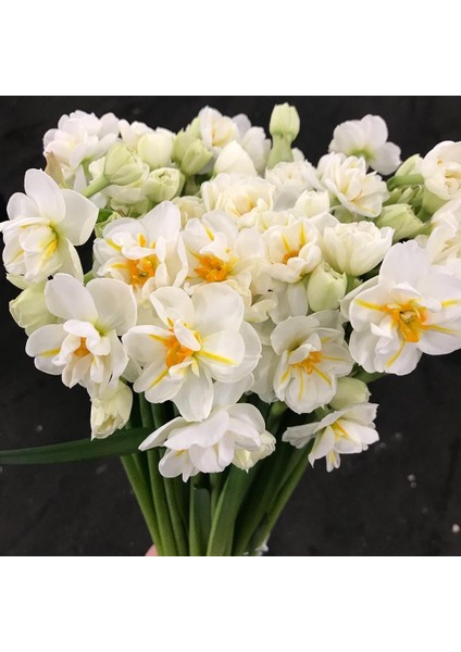 Tacirdepoticaret Katmerli Özel Çeşit Winston Churchil Kokulu Nergis Soğanı(5 Adet)