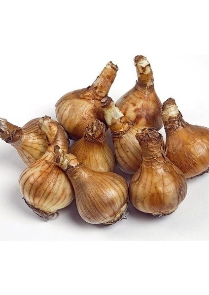 Tacirdepoticaret Katmerli Özel Çeşit Winston Churchil Kokulu Nergis Soğanı(5 Adet) fiyatları