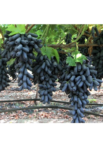 Tacirdepoticaret Nadir Bulunan Tüplü Black Finger Üzüm Fidanı