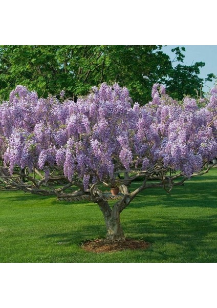 Tacirdepoticaret Tüplü Kokulu Mor Çiçekli Mor Salkım Fidanı (60-90 Cm)