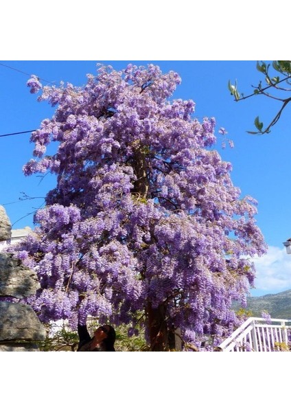 Tacirdepoticaret Tüplü Kokulu Mor Çiçekli Mor Salkım Fidanı (60-90 Cm) fiyatları
