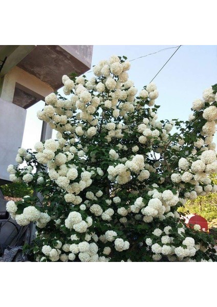 Tacirdepoticaret Tüplü Kartopu Fidanı Viburnum Lucidum (80-120 Cm)