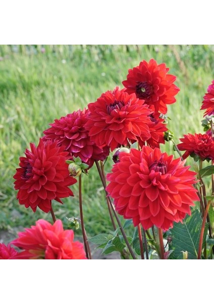 Tacirdepoticaret Hoş Kokulu Dahlia Menarco Yıldız Çiçeği Yumrusu (1 Adet)