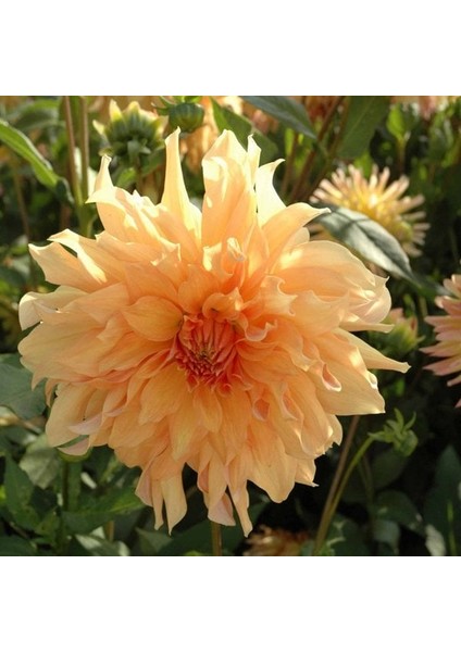 Tacirdepoticaret Hoş Kokulu Dahlia Big Brother Yıldız Çiçeği Yumrusu (1 Adet)