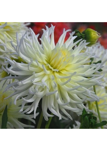 Tacirdepoticaret Hoş Kokulu Dahlia My Love Yıldız Çiçeği Yumrusu (1 Adet)