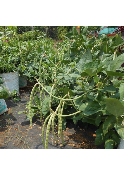 Tacirdepoticaret Oturak Börülce Fidesi (5 Adet)