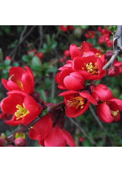 Tacirdepoticaret Güzel Çiçekli Tüplü Japon Ayvası (Japanese Quince) Fidanı