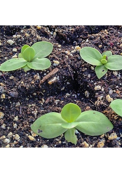 Tacirdepoticaret Kokulu Karışık Renkli Lisianthus Çiçeği Çiçeği Fidesi (5 Adet)