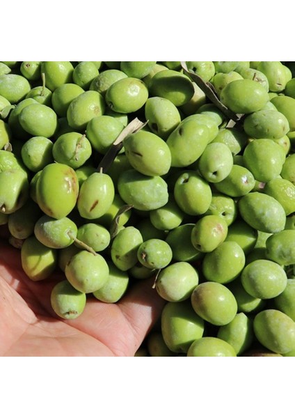 Tacirdepoticaret Tüplü Aşılı Özel Çeşit Çekişte Zeytin Fidanı